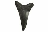 Fossil Mako Shark Tooth - South Carolina #295764-1